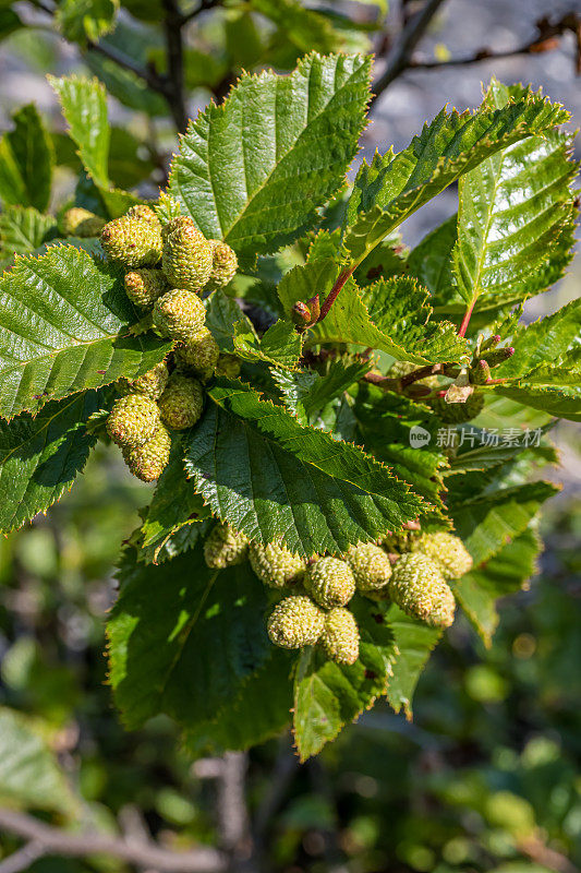 Alnus alnobetula是一种常见的树木，分布在欧洲、亚洲和北美的大部分地区。许多来源将其称为Alnus viridis，绿色桤木或锡特卡桤木。威廉王子湾;阿拉斯加;楚加奇国家森林;中心山脉;